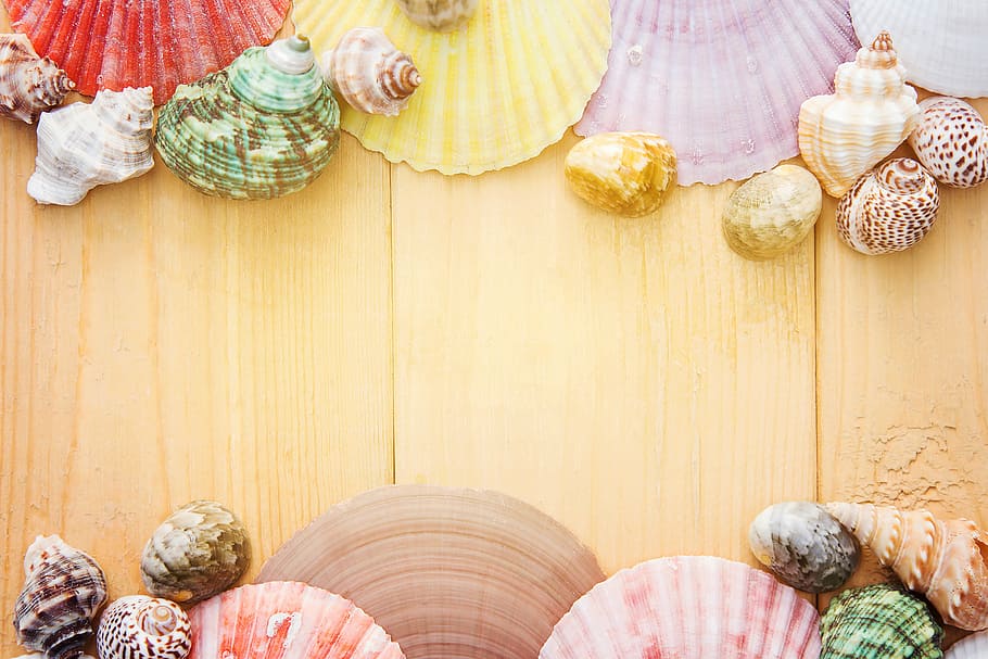 assorted seashells, colorful, shell, calm, decor, design, indoors, childhood, people, day