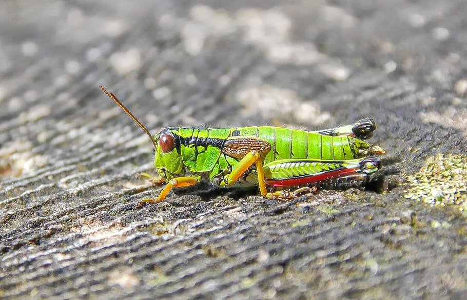 green, lubber grasshopper, ground, insect, animal, animal world, nature, small, grasshopper, grille