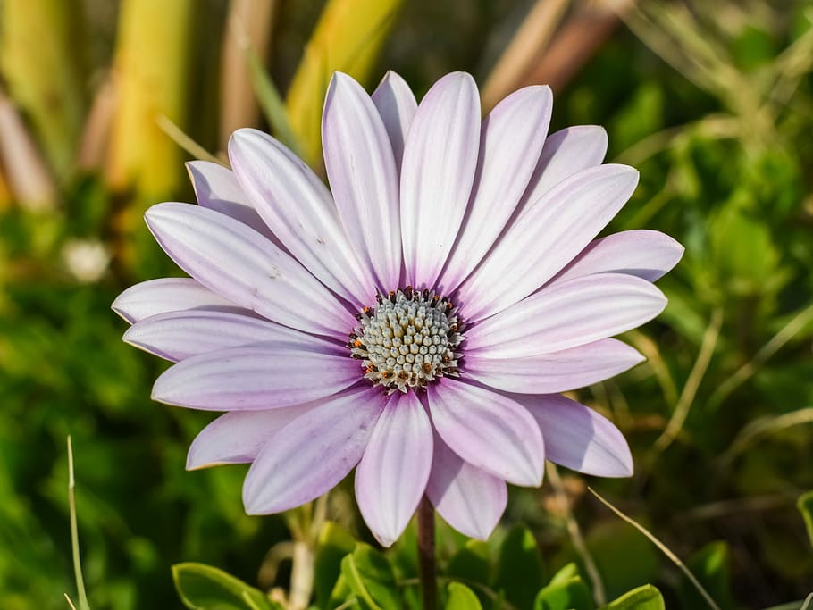 African Daisy, Osteospermum, daisy, plant, flower, nature, floral, blossom, purple, bloom