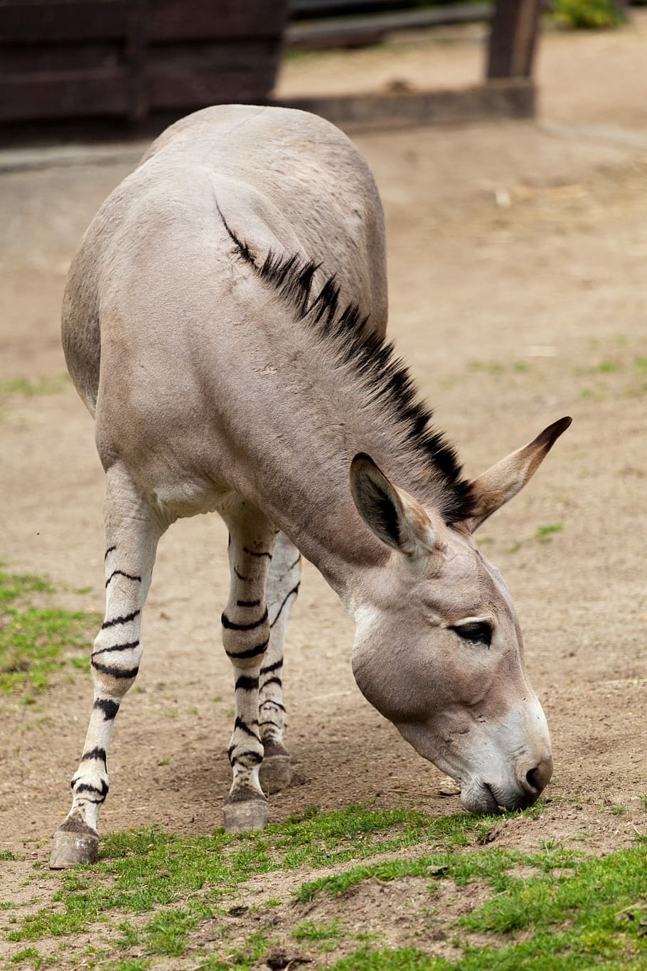donkey, mammal, fauna, animal, wild, equus africanus somaliensis, head, somali wild donkey, somali wild ass, horse