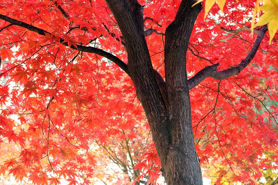 dedaunan musim gugur, musim gugur, dedaunan, alam, warna-warni, kayu, daun, pemandangan, warna, merah