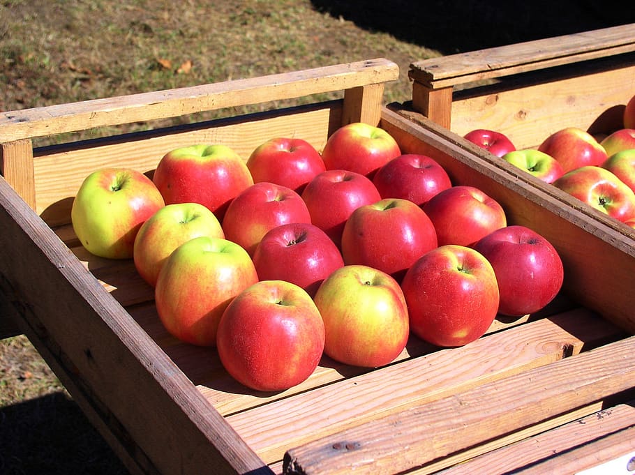 maçãs, frutas, maçã, feto, comida e bebida, alimentação saudável, comida, fruta, bem-estar, material de madeira