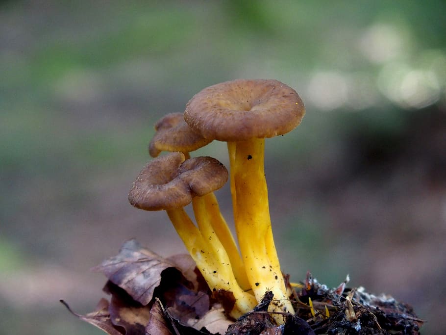 mushrooms, forest, autumn, edible, collect, mushroom, fungus, food, vegetable, close-up