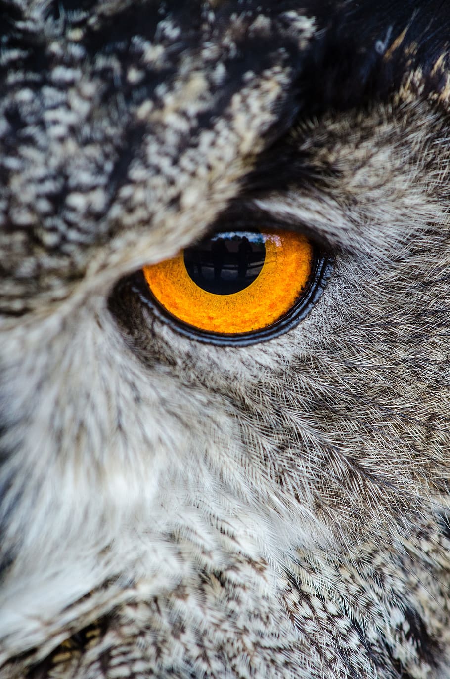 owl eye photogrpahy, animal, bird, close-up, eye, owl, wildlife, one animal, animal themes, vertebrate