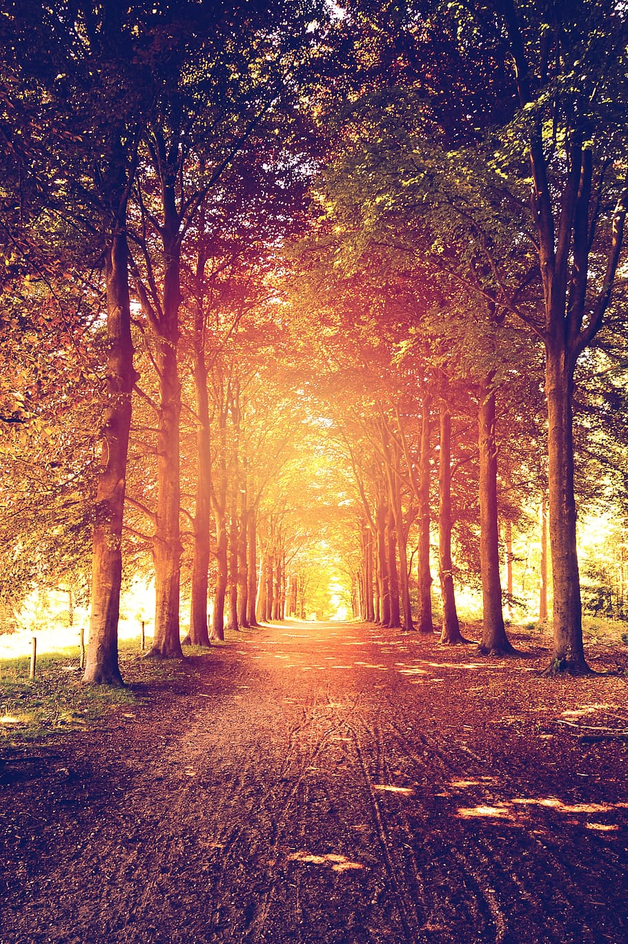 Bosque, árboles, camino, luz solar, camino forestal, haz de luz, parques, sendero para caminar, árbol, otoño