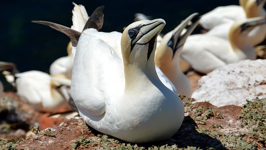 northern gannet, helgoland, north sea, bird, sea island, hatching, nest, rock breeder, animal themes, animal