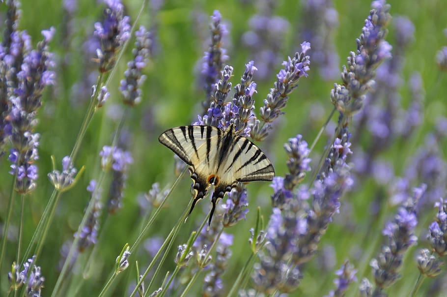 old, worlds swallowtail butterfly perching, purple, flower, selective-focus photography, butterfly, vanessa, lavender, nature, spring