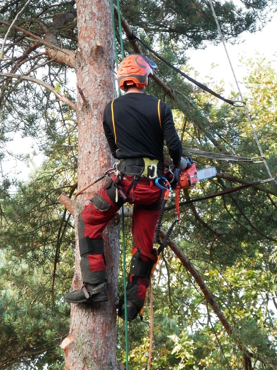 tree surgeon, tree logger, lumberjack, worker, tree, chainsaw, forestry, plant, real people, low angle view