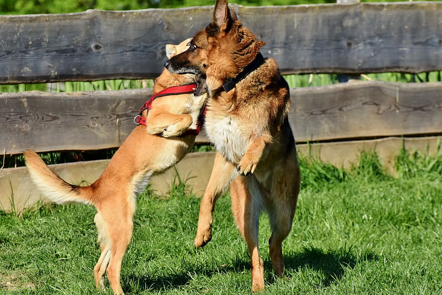 two, long-coated, brown, dogs, playing, grass, schäfer dog, dog, german shepherd, old german shepherd dog