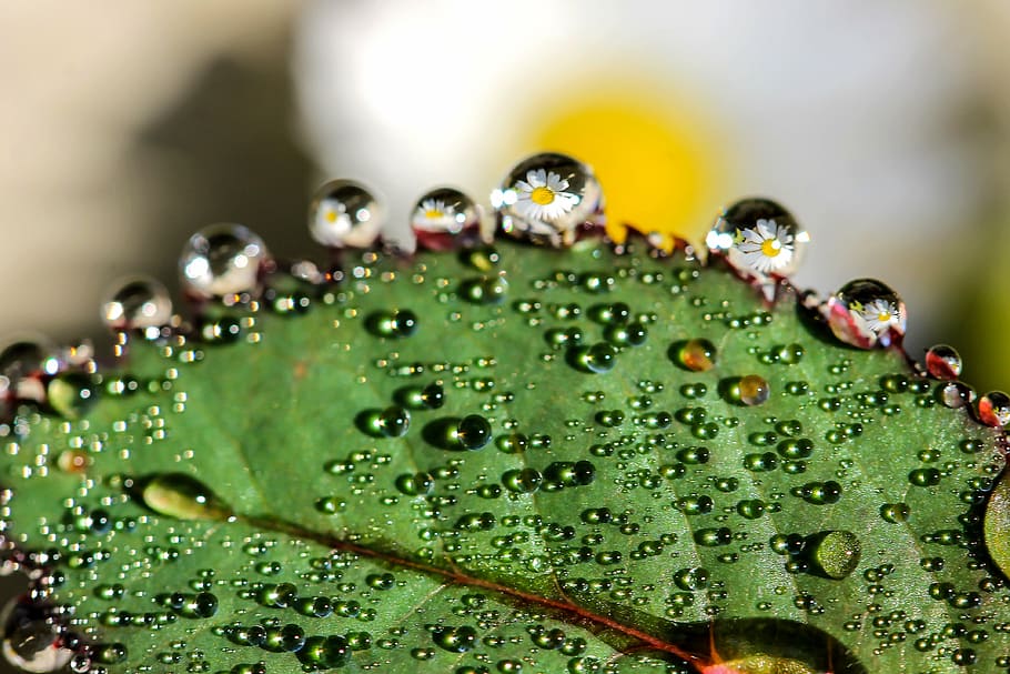 macro photograph, leaf, water, drops, just add water, vízcseppben flower, daisy, reflection, flower, foliage