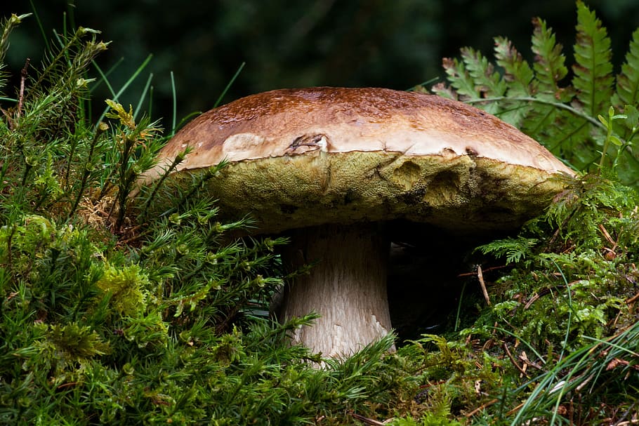brown, mushroom, closeup, photography, common mushroom, boletus edulis, herrenpilz, boletus, noble rot, valuable