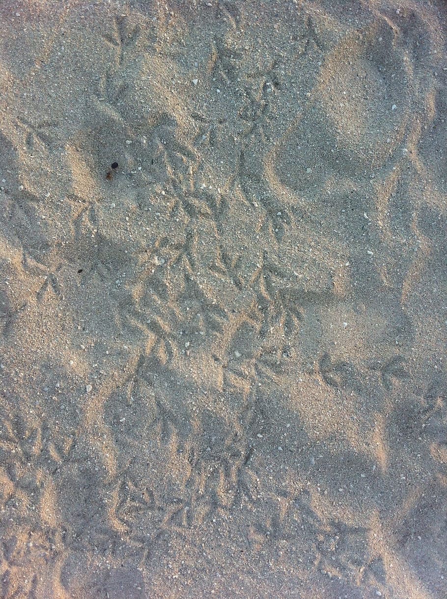 Prints, Sand, Bird, Print, Beach, Foot, footprint, path, step, footstep