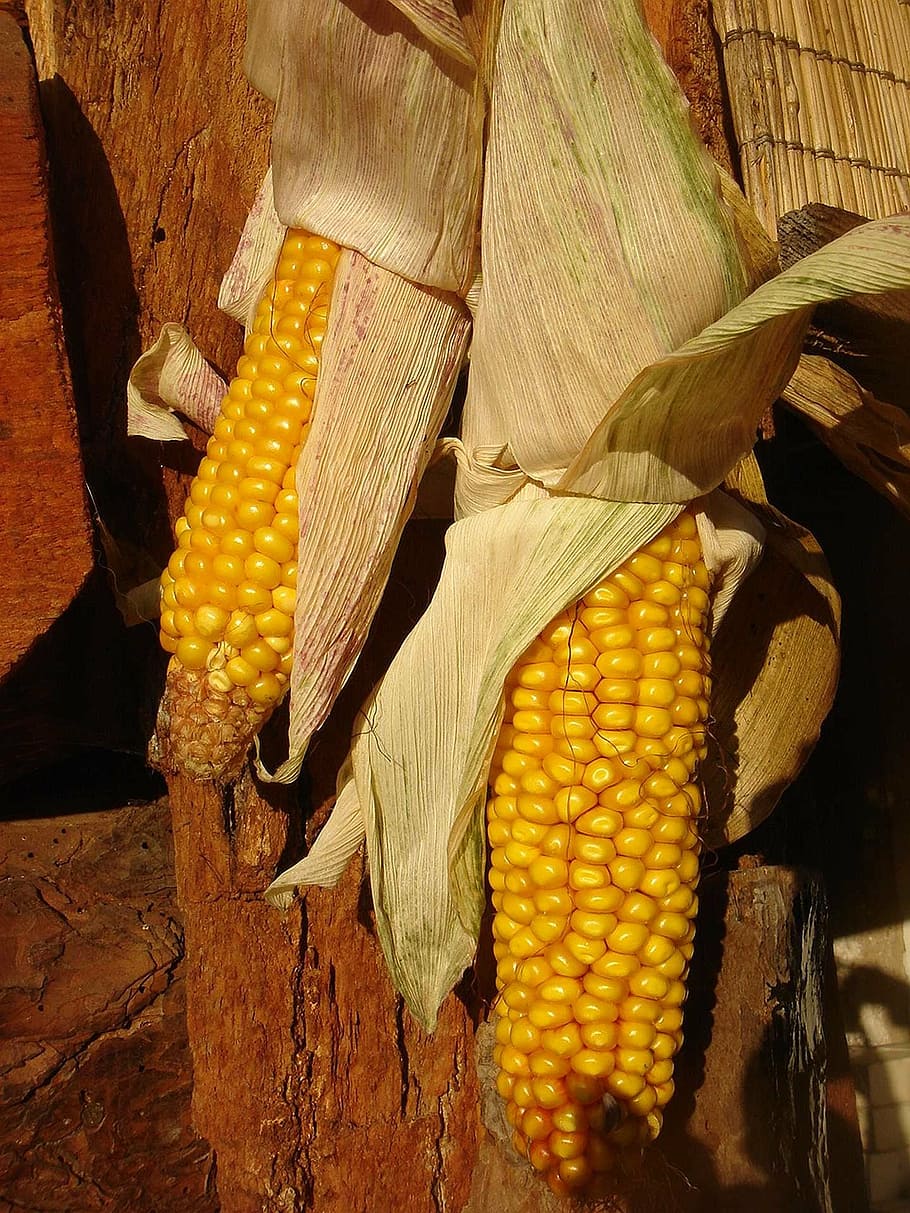 corn, dry, harvest, autumn, decoration, yellow, ear, agriculture, corn - Crop, food