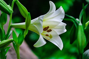 Fotos flor de trompeta blanca libres de regalías | Pxfuel