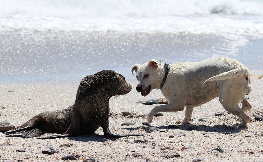 white, seashore, black, seal, daytime, white American, American Pit Bull Terrier, black seal, encounter, dog