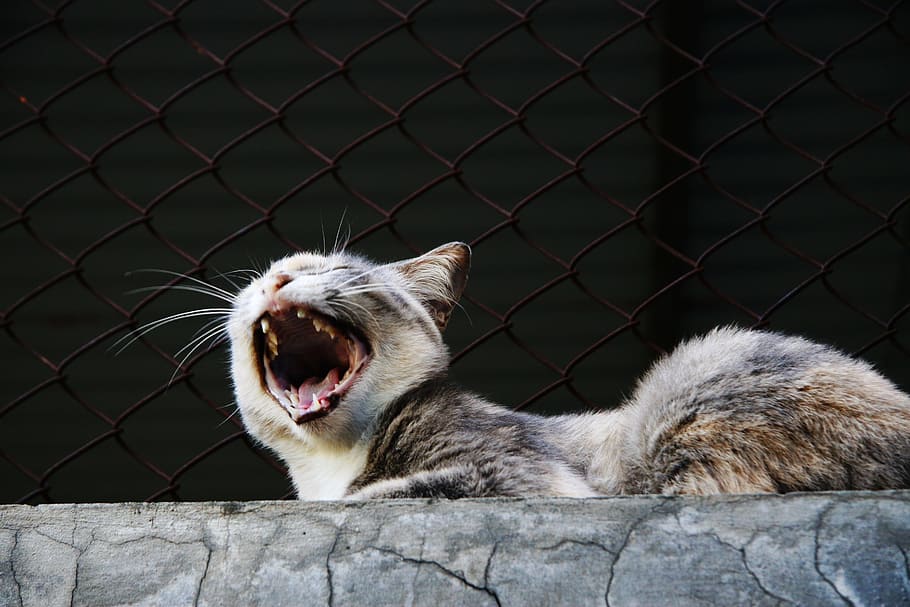 Yawn, Cat, Animal, Pet, Portrait, domestic cat, outdoors, one animal, animal themes, mouth open