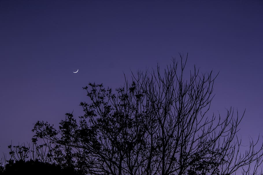 sky, moon, crescent, night, tree, dark, purple, plant, space, scenics - nature