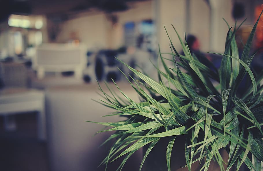 plant, indoors, cafe, blurry, focus on foreground, close-up, growth, green color, selective focus, leaf