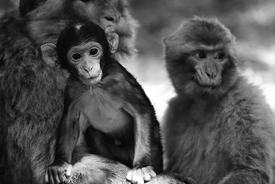 Baby Monkey, Barbary Ape, especies en peligro de extinción, monkey mountain salem, animal, animal salvaje, zoológico, dos animales, fauna silvestre, simio