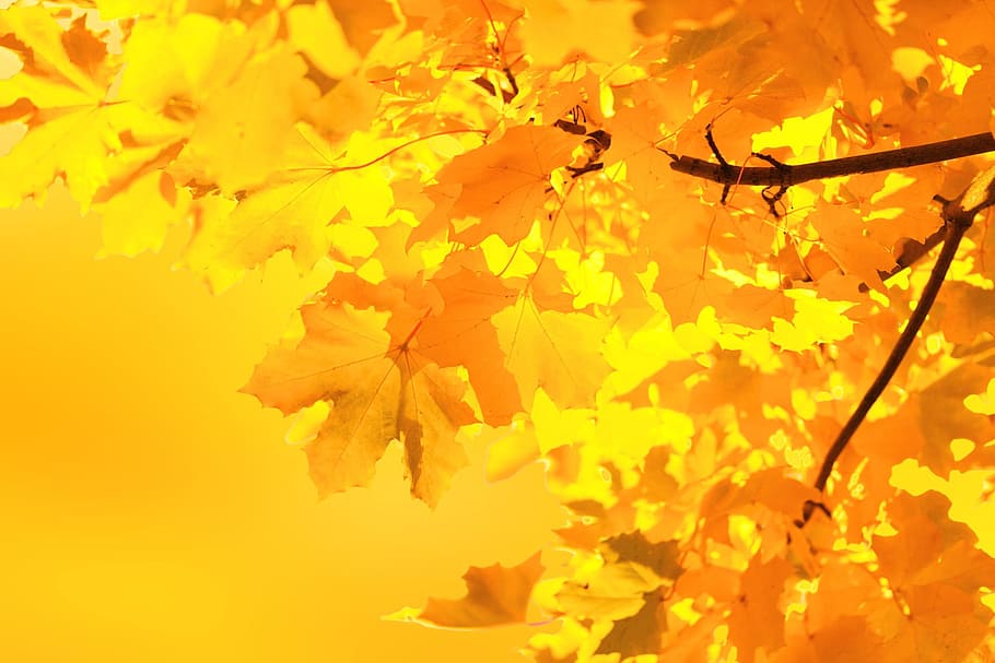 close, mapple leaf, close up, Mapple, leaf, autumn, maple leaves, branch, background, color