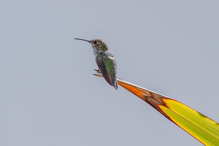 selective, focus photography, hummingbird perching, green, leaf, Hummingbird, Birds, Swifts, one animal, animal themes