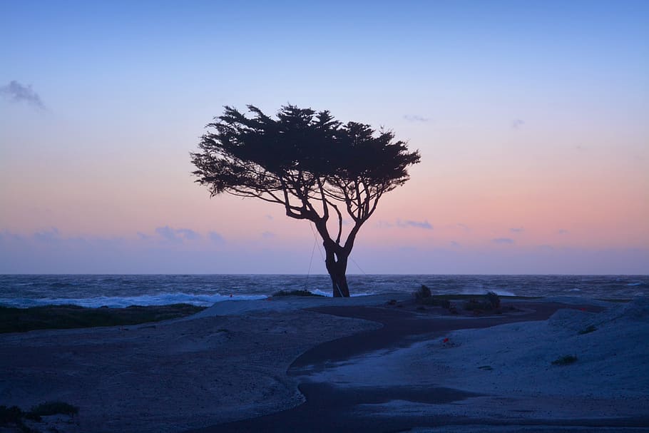 pacific, grove, california, sky, tree, sunset, water, tranquility, scenics - nature, beauty in nature
