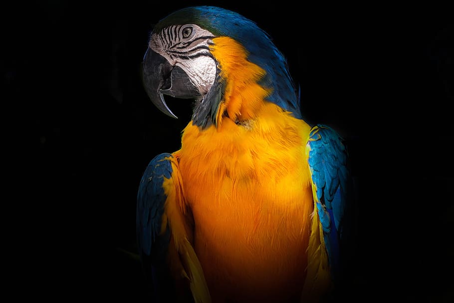 dark, black, colorful, feather, bird, animal, parrot, animal themes, macaw, vertebrate
