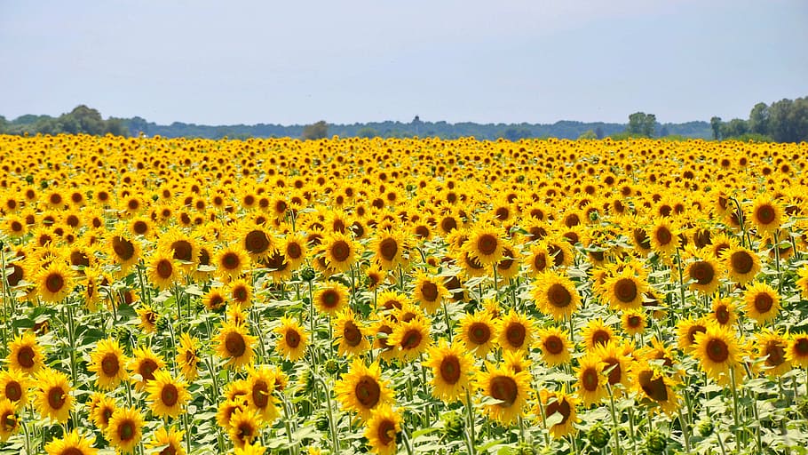 foto de girassóis, dia, girassol, flor amarela, campo de girassol, plantas, verão, natureza, amarelo, flor