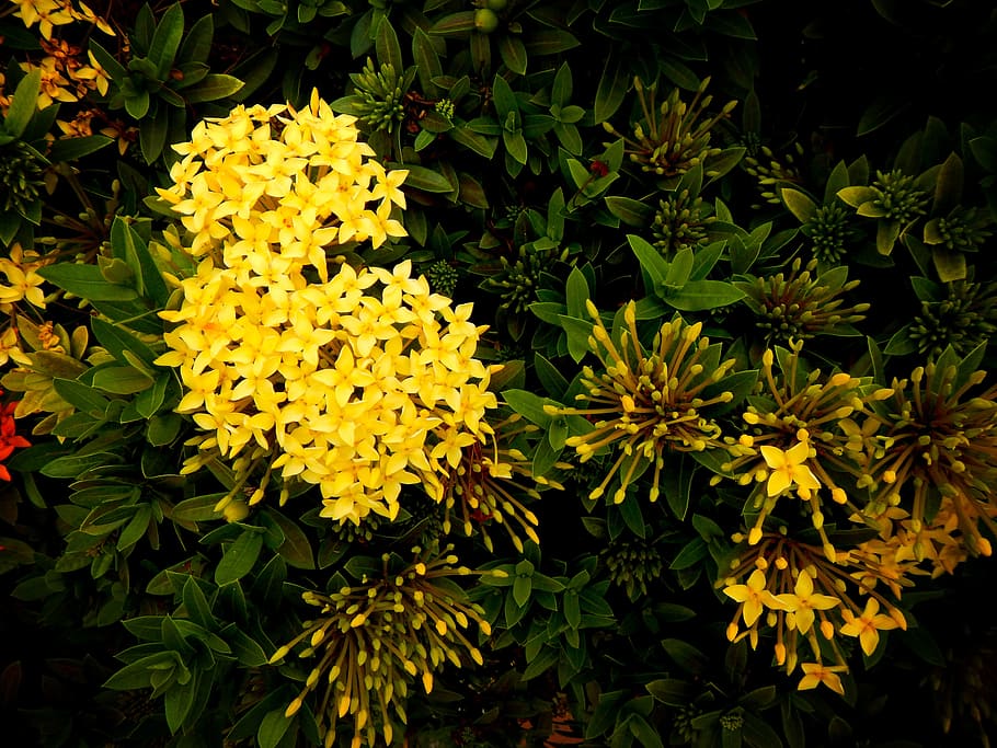 ixoras, azahar de la india, plant, flowers, yellow, green, garden, flower, flowering plant, growth