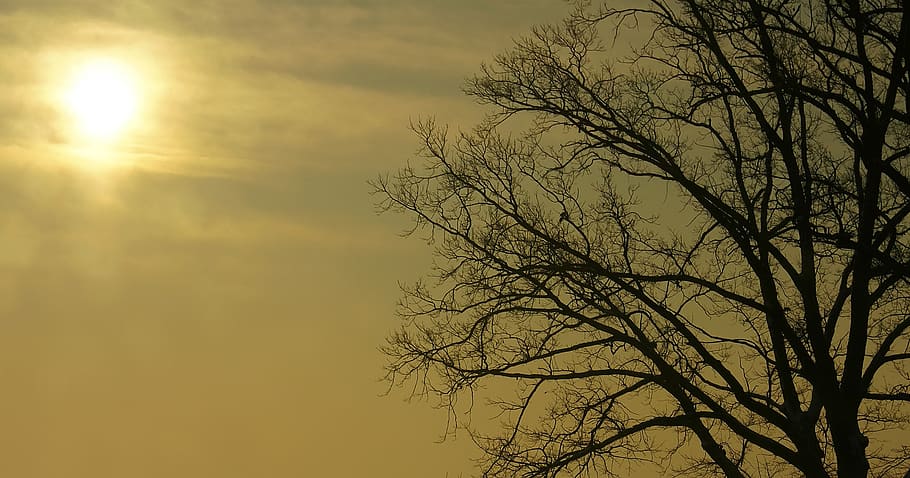 the sun, tree, sky, sepia, yellow, ochre, branches, winter, nature, light