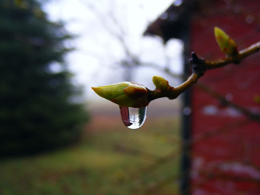 focus photography, green, flower, water drop, focus, photography, droplet, freshness, macro, morning