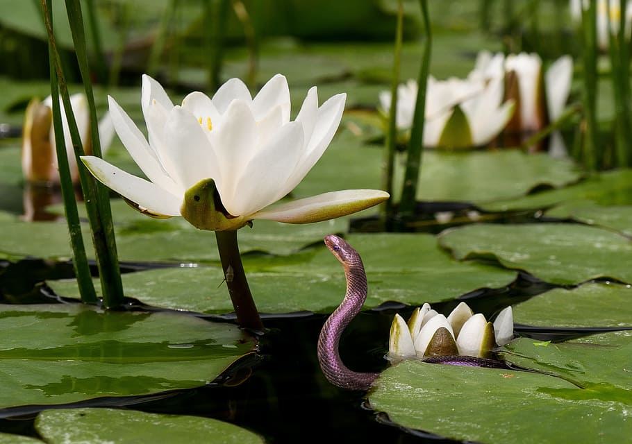 selective, focus, purple, snake, white, lotus flower, pond, selective focus, white lotus, nature