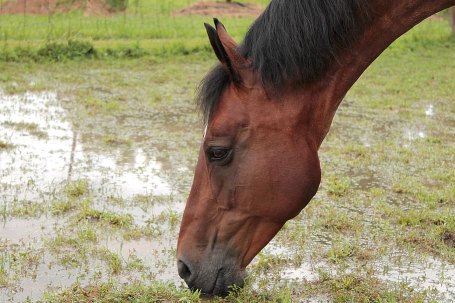 caballo, sed, bebida, agua, calor, granja, yegua, llevar caballo al agua, inundación, animal