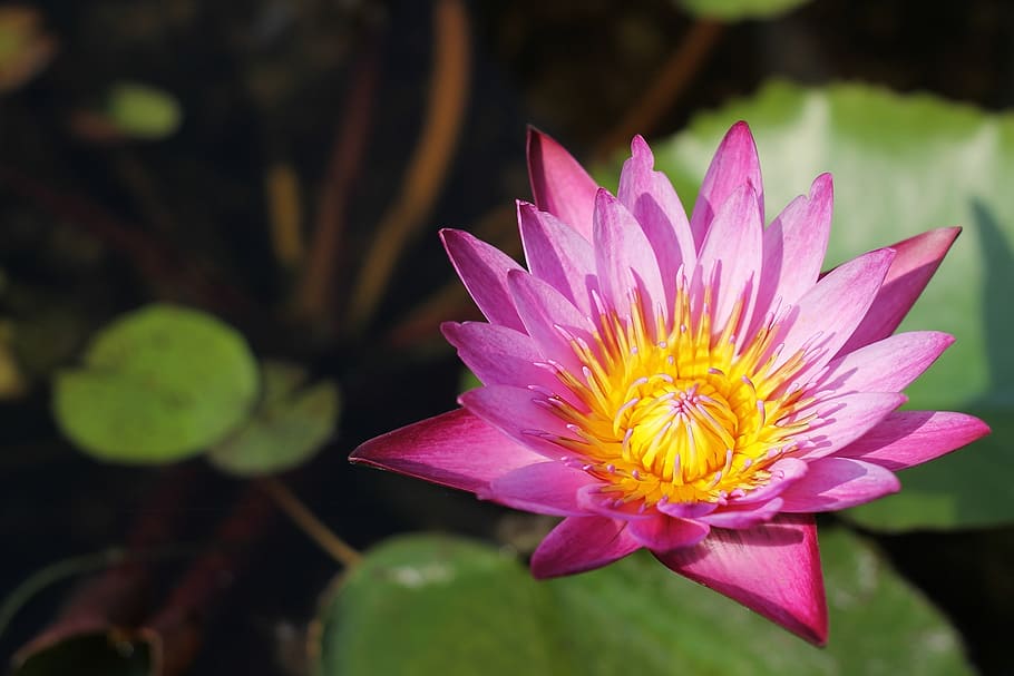 pink, lotus flower, blooming, daytime, lotus, flowers, thailand, background, beautiful, bloom