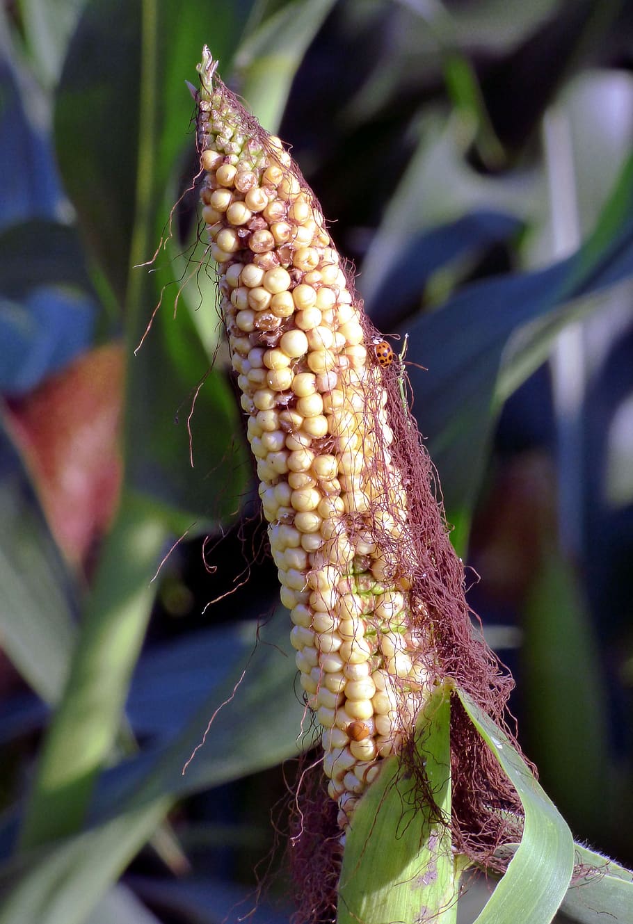 corn, grains, cereals, epi, agriculture, cultures, agricultural, nature, plant, close-up