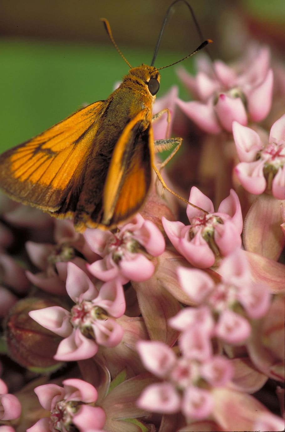 butterfly, delaware skipper, milkweed, plant, insect, colorful, wings, nectar, flower, flowering plant