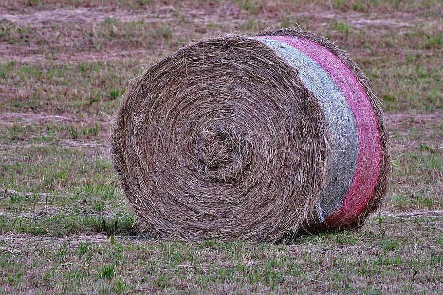 hay bale, harvest, grass, landscape, field, summer, bale, meadow, food, land