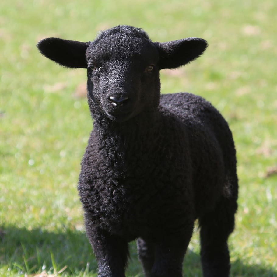 black lamb photograph, lamb, sheep, field, farm, agriculture, wool, livestock, grass, green