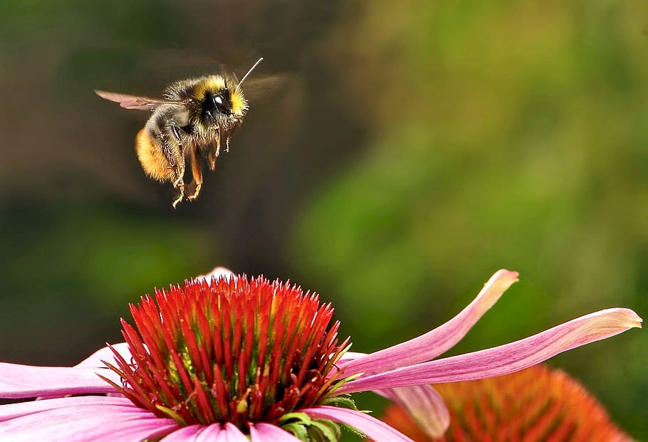 yellow, black, bumble, bee, flying, pink, red, flower, daytime, bumblebee