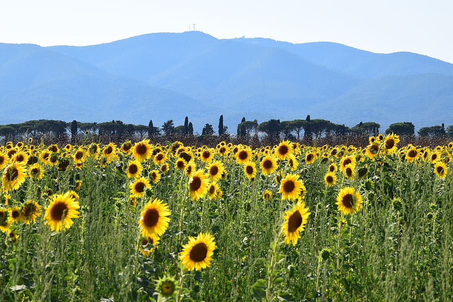 Sunflower Sunflower Field Mountain Summer Nature Flowers Yellow Flora Plant Landscape Pxfuel