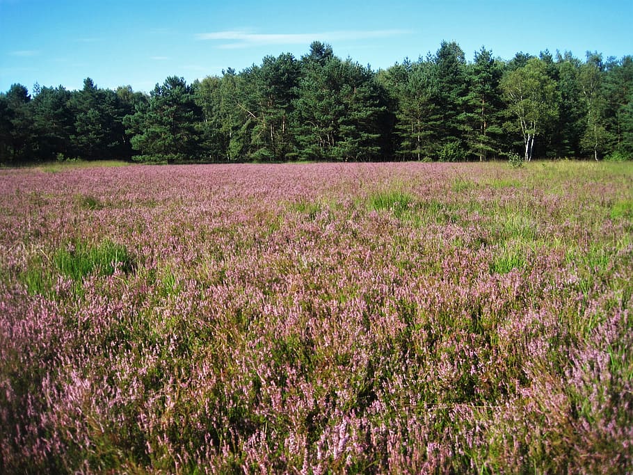 Heathland, Heather, Dalam Bloom, Heide, lanskap, alam, jauh, sepanjang tahun, pink, agustus