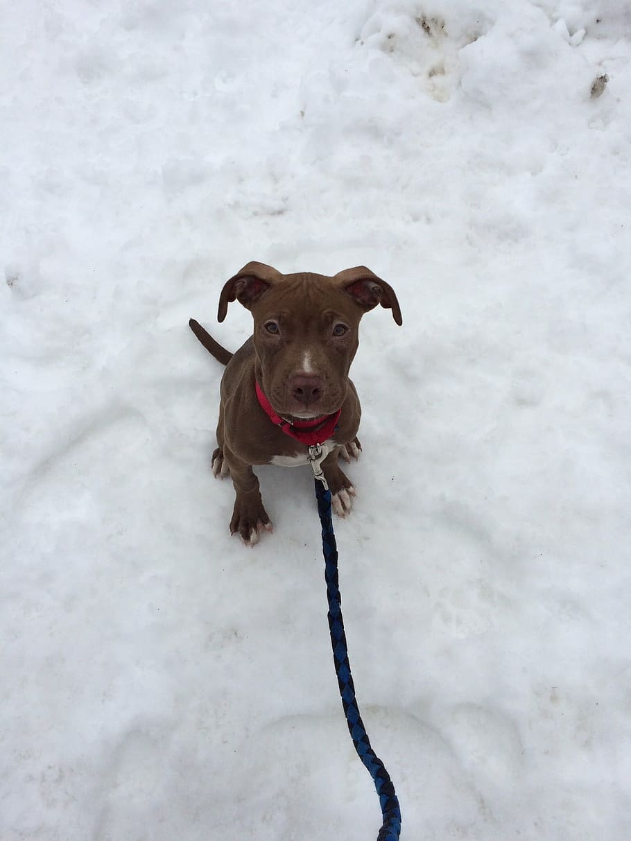 puppy, dog, pit bull, adorable, winter, snow, leash, cute, eyes, animal