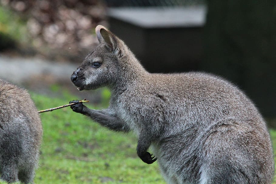 Bennett, Kangaroo, Red Necked Wallaby, macropus, rufogriseus, bennett wallaby, animal, mammal, marsupial, wallaby
