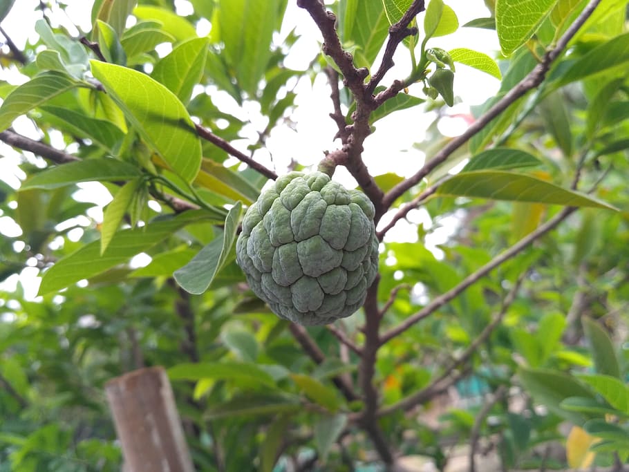 sugar apple, nature, fruit, fresh, plant, healthy eating, food, food and drink, growth, leaf