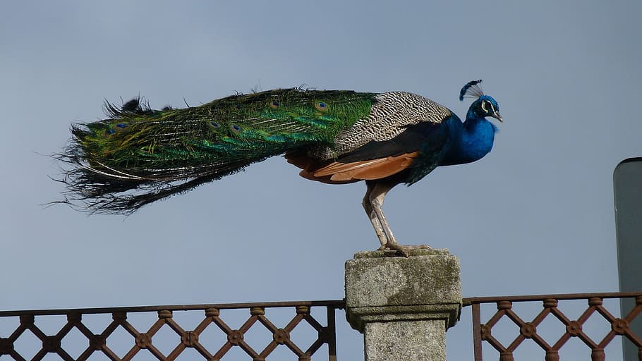 green, gray, black, blue, peacock, fence, beauty, iridescent, feather, bird