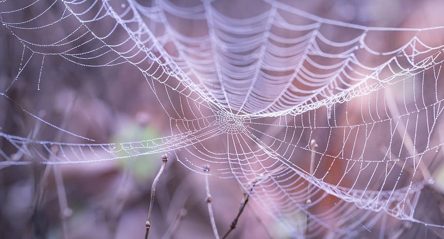 spiderweb, twigs, closeup, photography, blur, close-up, cobweb, dew, halloween, macro