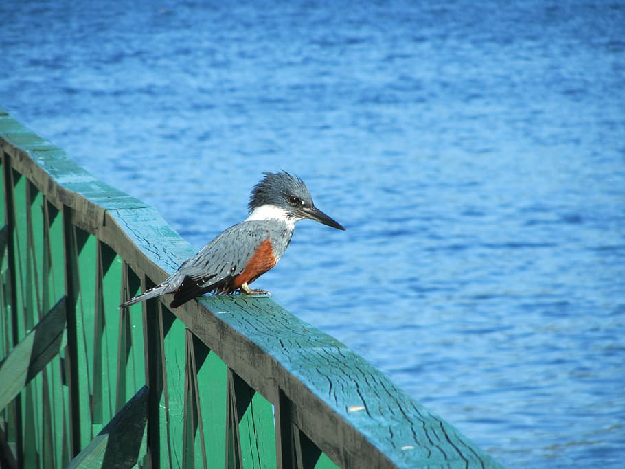 kingfisher, chiloé, bird, railing, lake, water, blue, nature, wildlife, animal