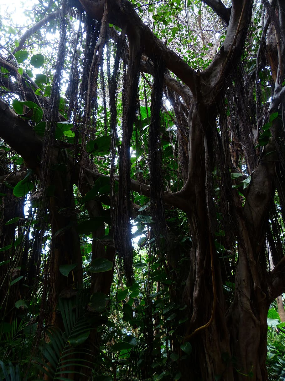 jungle, lianas, trees, tropical, thicket, plant, plants forest, tree, growth, trunk