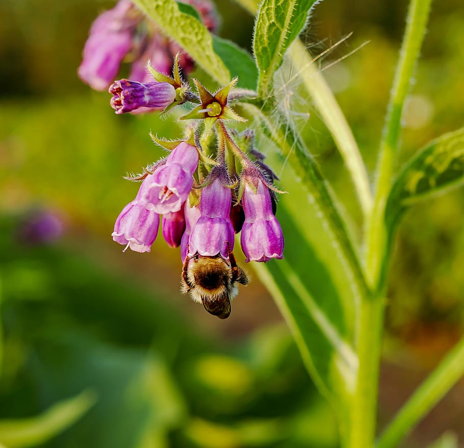 selektif, fokus, fotografi, lebah, zipping, nektar, comfrey sejati, comfrey umum, comfrey, tanaman