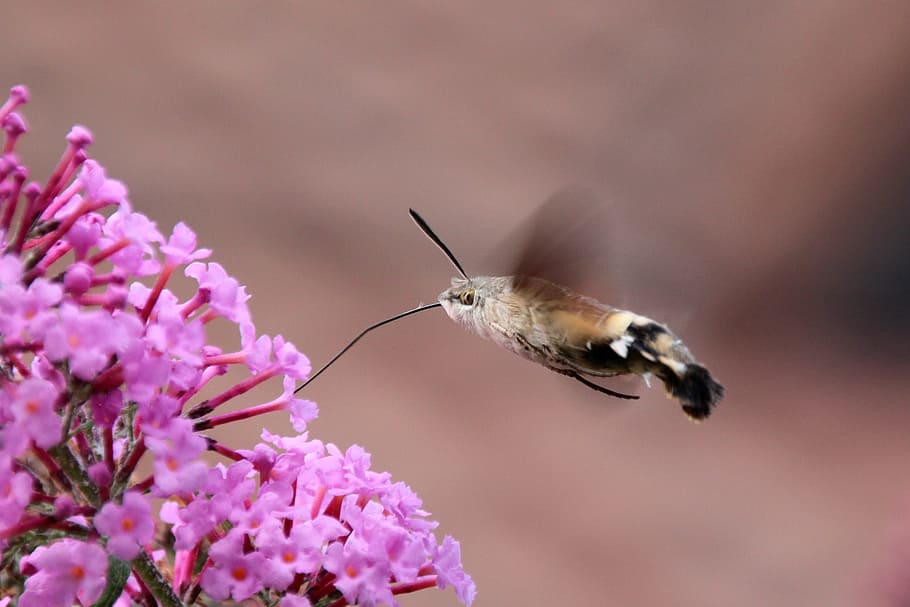 kuning, hitam, ngengat hummingbird, duduk, pink, bunga, selektif, fokus fotografi, kupu-kupu, serangga